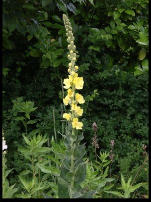 Keizerskaars / Orange Mullein / Verbascum phlomoides