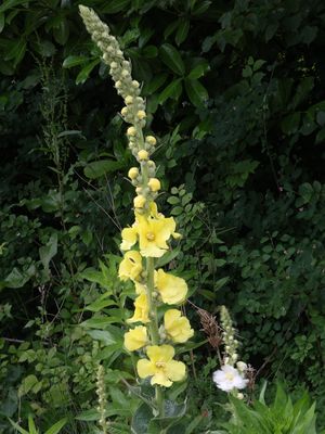 Keizerskaars / Orange Mullein / Verbascum phlomoides