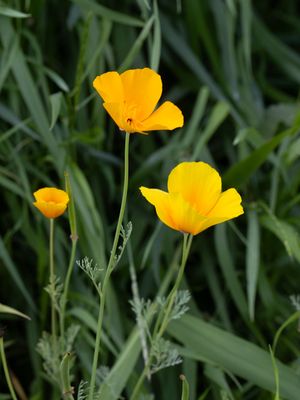 Slaapmutsje / California Poppy / Eschscholzia californica