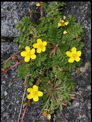 Zilverschoon / Silverweed / Argentina anserina