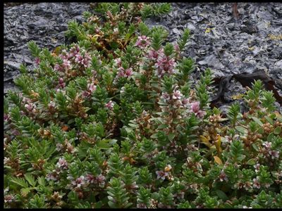Melkkruid / Sea milkwort / Lysimachia maritima