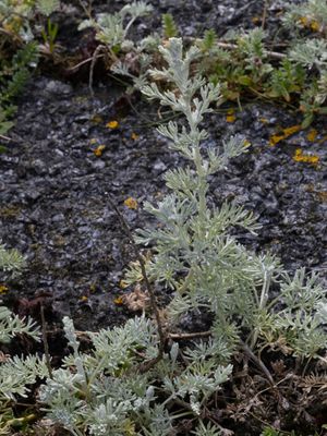 Zeealsem / Sea wormwood / Artemisia maritima