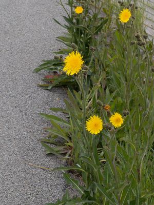 Akkermelkdistel / Field Milk Thistle / Sonchus arvensis