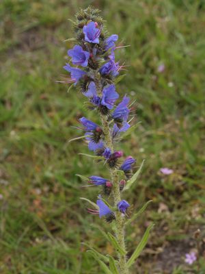 Slangenkruid / Viper's Bugloss / Echium vulgare