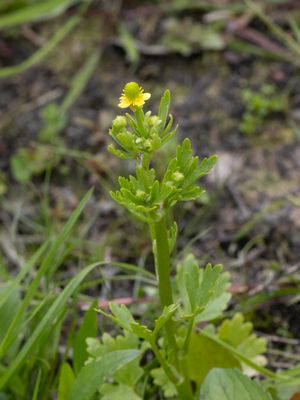 Blaartrekkende boterbloem / Celery-leaved Buttercup / Ranunculus sceleratus