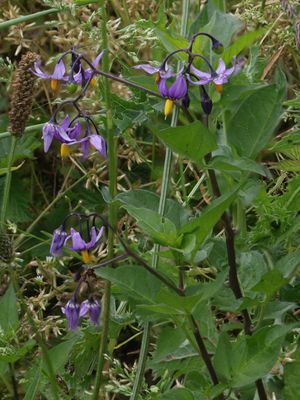 Nachtschadefamilie / Solanaceae