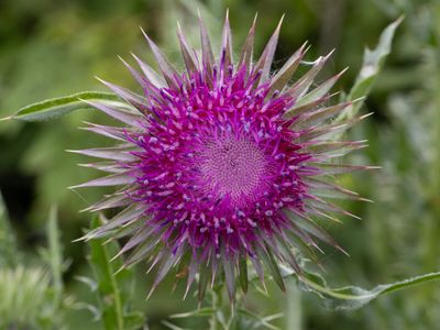 Knikkende distel / Nodding Thistle / Carduus nutans