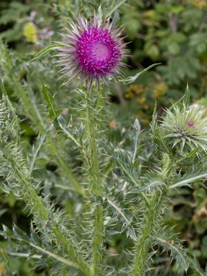 Knikkende distel / Nodding Thistle / Carduus nutans