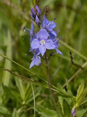 Brede ereprijs / Broadleaf Speedwell / Veronica austriaca 