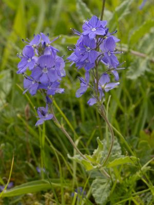 Brede ereprijs / Broadleaf Speedwell / Veronica austriaca 