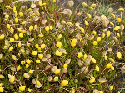 Goudknopje / Golden Buttons / Cotula coronopifolia
