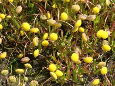 Goudknopje / Golden Buttons / Cotula coronopifolia