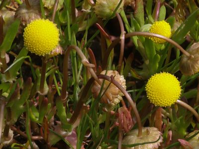 Goudknopje / Golden Buttons / Cotula coronopifolia