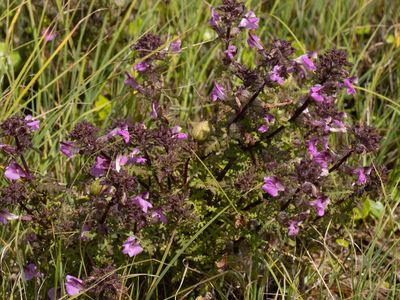 Moeraskartelblad / Marsh Lousewort / Pedicularis palustris