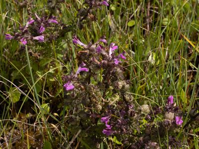 Moeraskartelblad / Marsh Lousewort / Pedicularis palustris