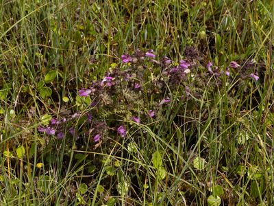 Moeraskartelblad / Marsh Lousewort / Pedicularis palustris