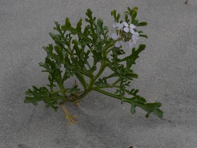 Zee raket / Sea Rocket / Cakile maritima
