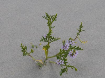 Zee raket / Sea Rocket / Cakile maritima