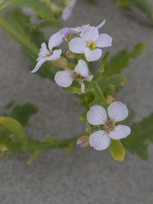 Zee raket / Sea Rocket / Cakile maritima
