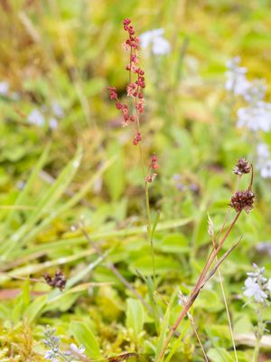 Schapenzuring / Sheep's Sorrel / Rumex acetosella
