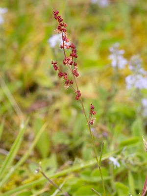 Schapenzuring / Sheep's Sorrel / Rumex acetosella