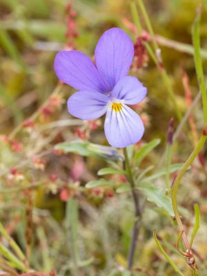 Duinviooltje / Dune Pansy / Viola tricolor subsp. curtisii