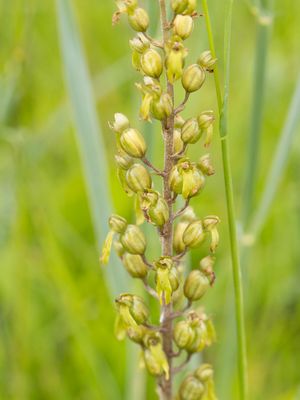 Listera ovata / Grote keverorchis / Common Twayblade