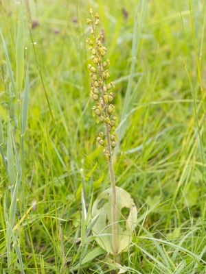 Listera ovata / Grote keverorchis / Common Twayblade