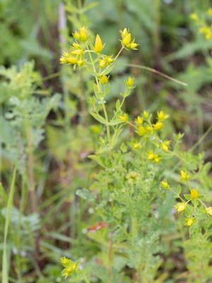 Hertshooifamilie / Clusiaceae