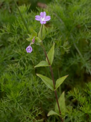 Bergbasterdwederik / Broad-leaved Willowherb / Epilobium montanum