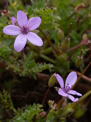 Reigersbek / Common Stork's-bill / Erodium cicutarium