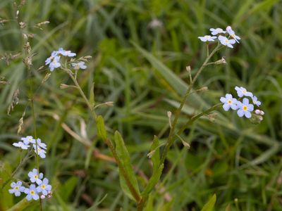 Moerasvergeet-mij-nietje / True Forget-me-not / Myosotis scorpioides
