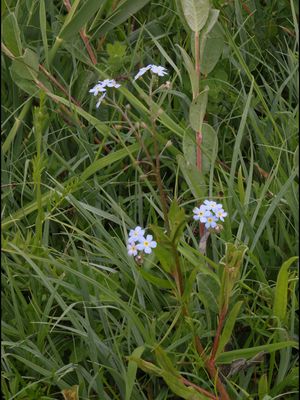 Moerasvergeet-mij-nietje / True Forget-me-not / Myosotis scorpioides
