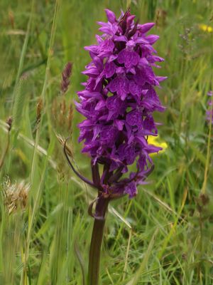 Dactylorhiza majalis / Brede orchis / Broad-leaved Marsh Orchid