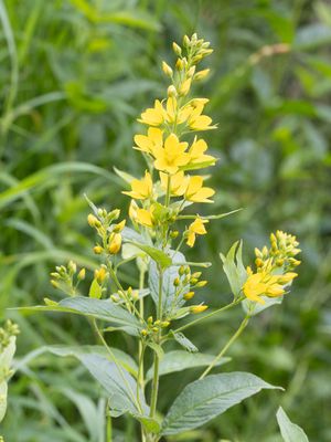 Grote wederik / Yellow Loosestrife / Lysimachia vulgaris