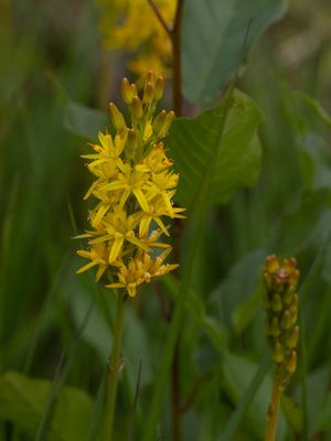 Beenbreekfamilie / Nartheciaceae
