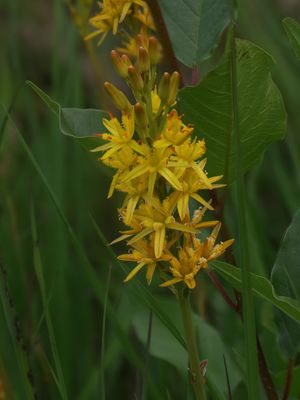 Beenbreek / Bog Asphodel / Narthecium ossifragum