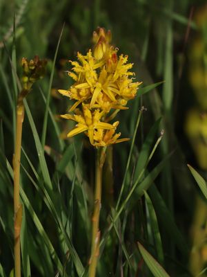Beenbreek / Bog Asphodel / Narthecium ossifragum