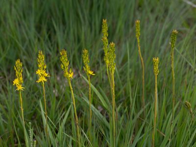 Beenbreek / Bog Asphodel / Narthecium ossifragum
