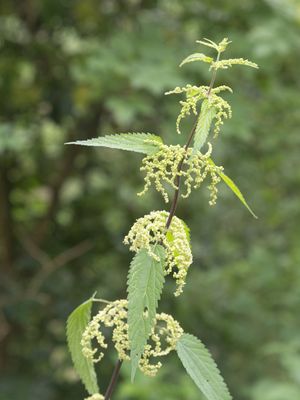 Brandnetelfamilie / Urticaceae