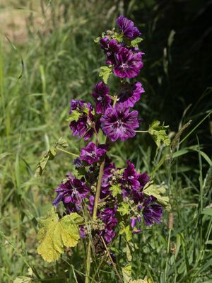 Groot kaasjeskruid / Common Mallow / Malva sylvestris