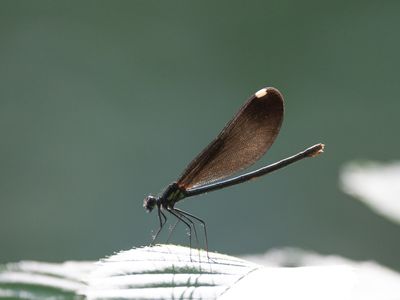 VS Juffers / USA Damselflies