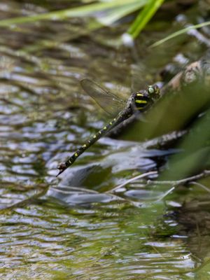 Spiketail Family / Bronlibellen / Cordulegastridae
