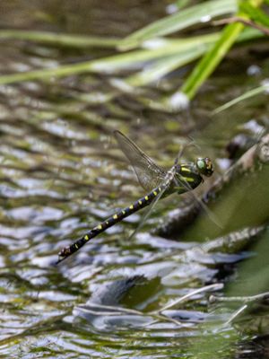 Twin-spotted Spiketail / Corulegaster maculata