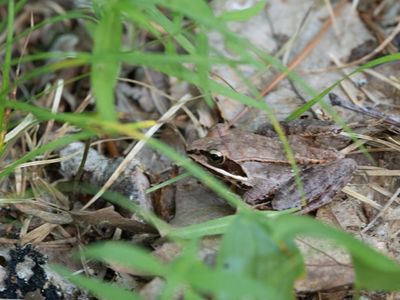 Wood Frog / Boskikker / Lithobates sylvaticus