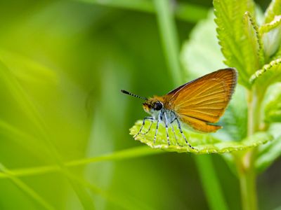 Least skipper / Ancyloxypha numitor