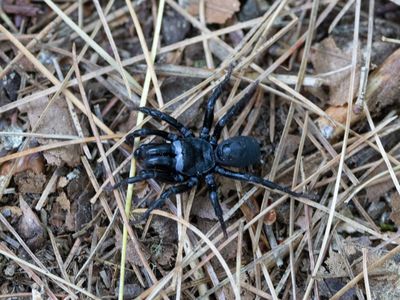 Black Purseweb Spider / Sphodros niger