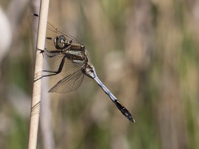 Oeverlibellen / Skimmers / Orthetrum