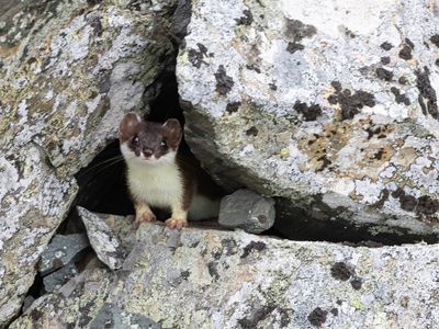 Hermelijn / Stoat / Mustela erminea