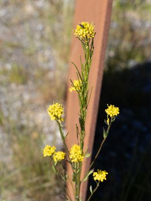Stijve steenraket / Rigid Erysimum / Erysimum virgatum